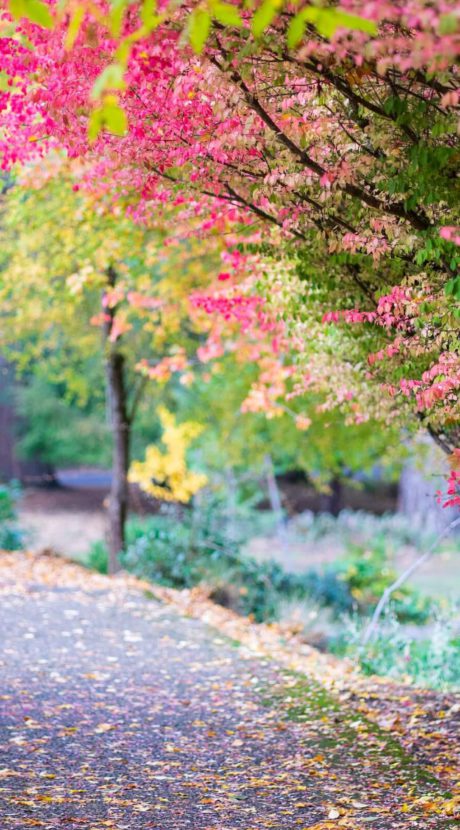 Entretien du jardin banner Automne