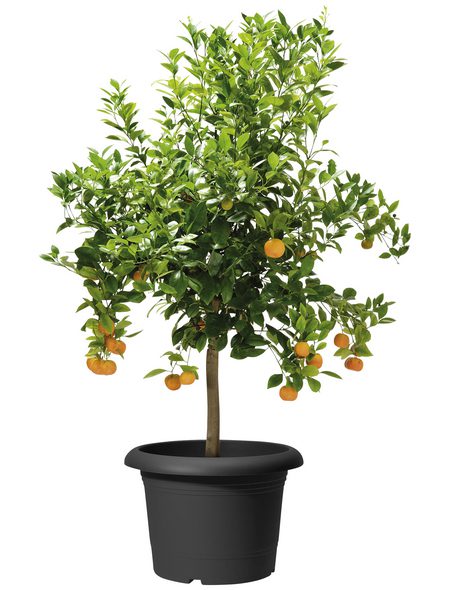 jardinière oliver 322