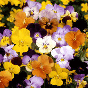 Viola F1 hybride "Plantes à Fleurs"