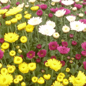 Chrysanthème en Buisson Chrysanthème Couleurs Mix