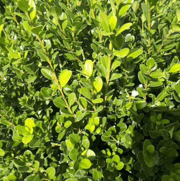 Buxus Sempervirens ou Buis