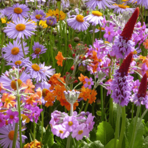 Plantes Vivaces Variées