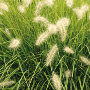 Pennisetum Alopecuroides