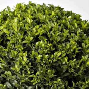 Buxus ou Buis Sempervirens