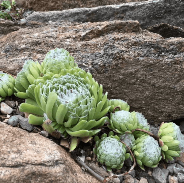 Joubarbe ou Sempervivum