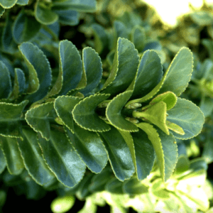 Fusain Euonymus Japonicus