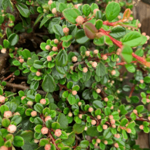 Cotoneaster Dammeri