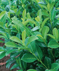 Prunus Laurocerasus