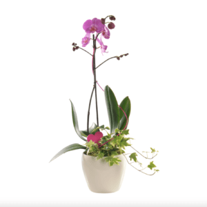 Composition Orchidées Phalaenopsis