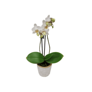 Phalaenopsis Kolibri