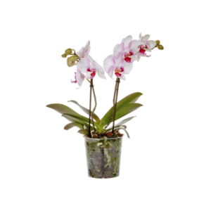 Phalaenopsis Kolibri