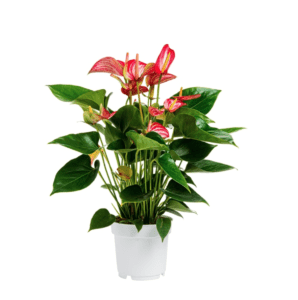 Anthurium Andreanum Stolk Red Champion