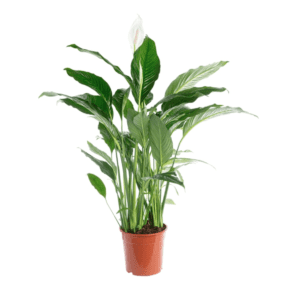 Spathiphyllum Sebastiano