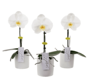 Phalaenopsis Singolo