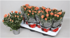 Rosa Kordana Salmon