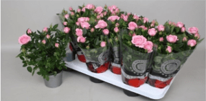 Rosa Kordana Flirt