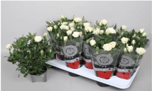 Rosa Kordana Alaska