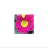 Primula Acaulis