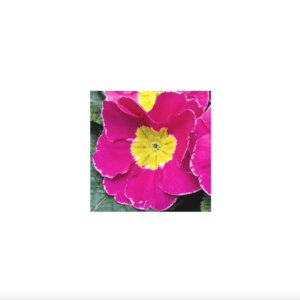 Primula Acaulis