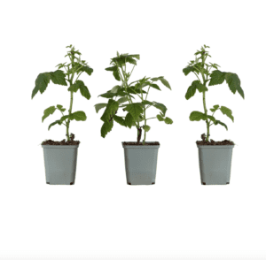 Rubus Himbeere Framboisier