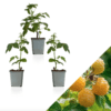 Rubus Himbeere Framboisier
