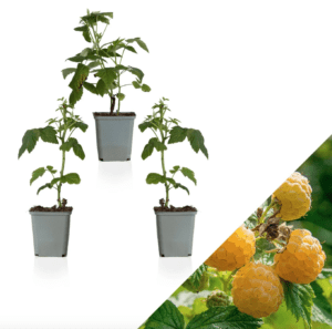 Rubus Himbeere Framboisier