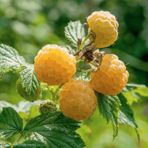 Rubus Himbeere Framboisier