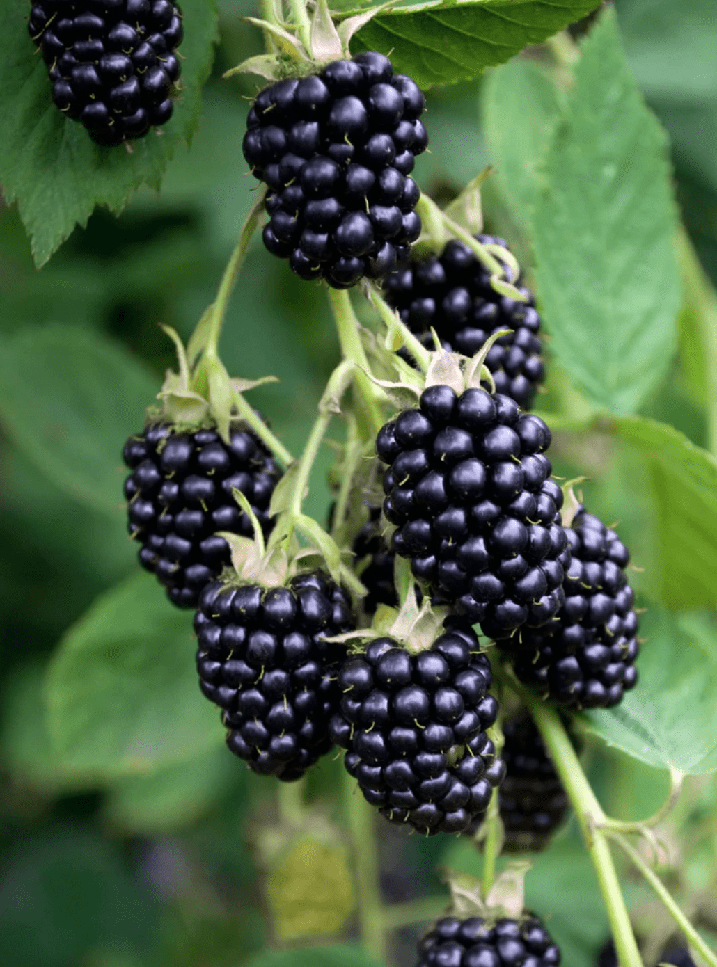 Rubus Brombeere Mûrier