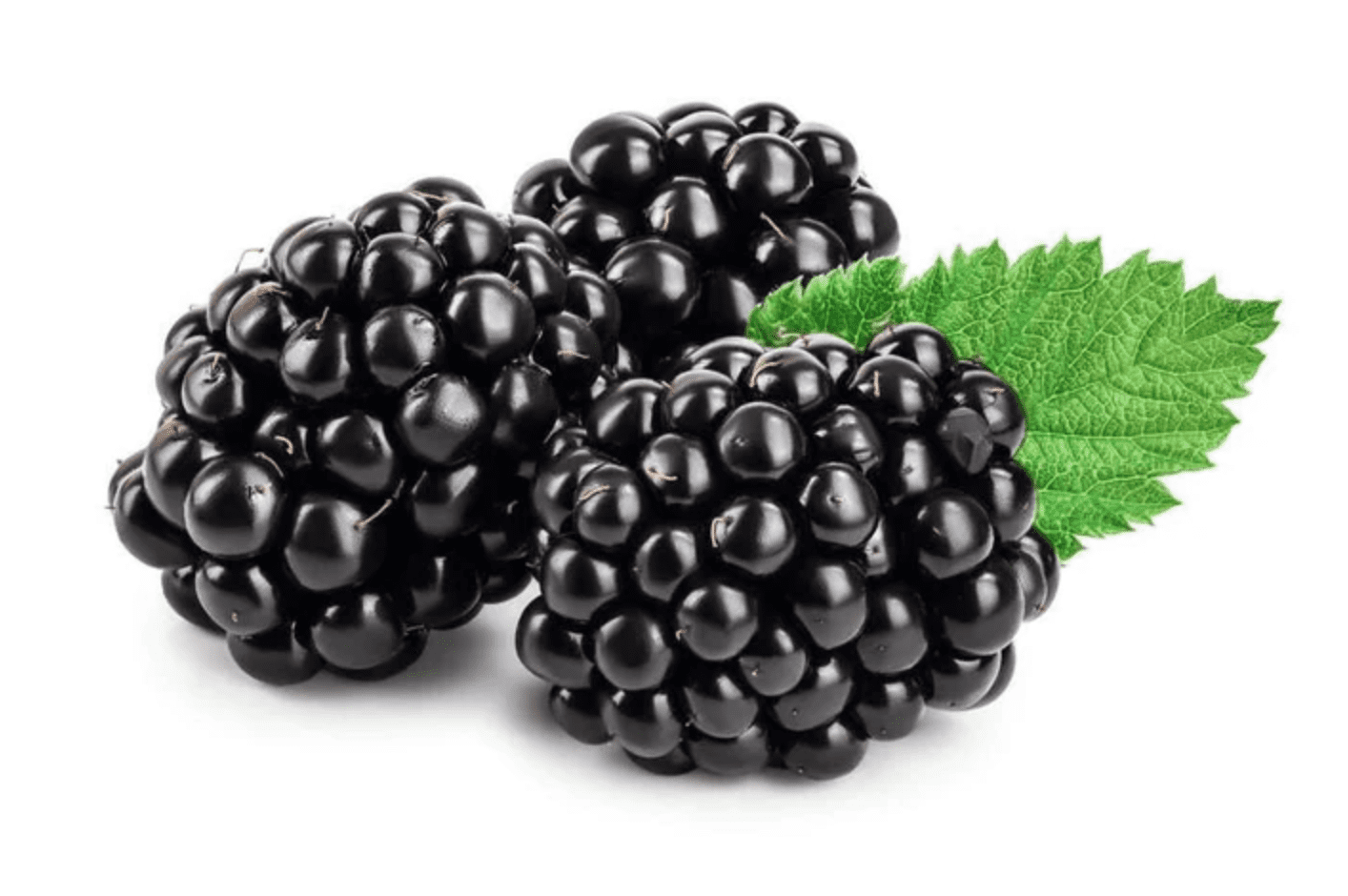 Rubus Brombeere Mûrier