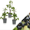 Ribes Schwarze Johannisbeere Tige de Cassis - Baies Noires