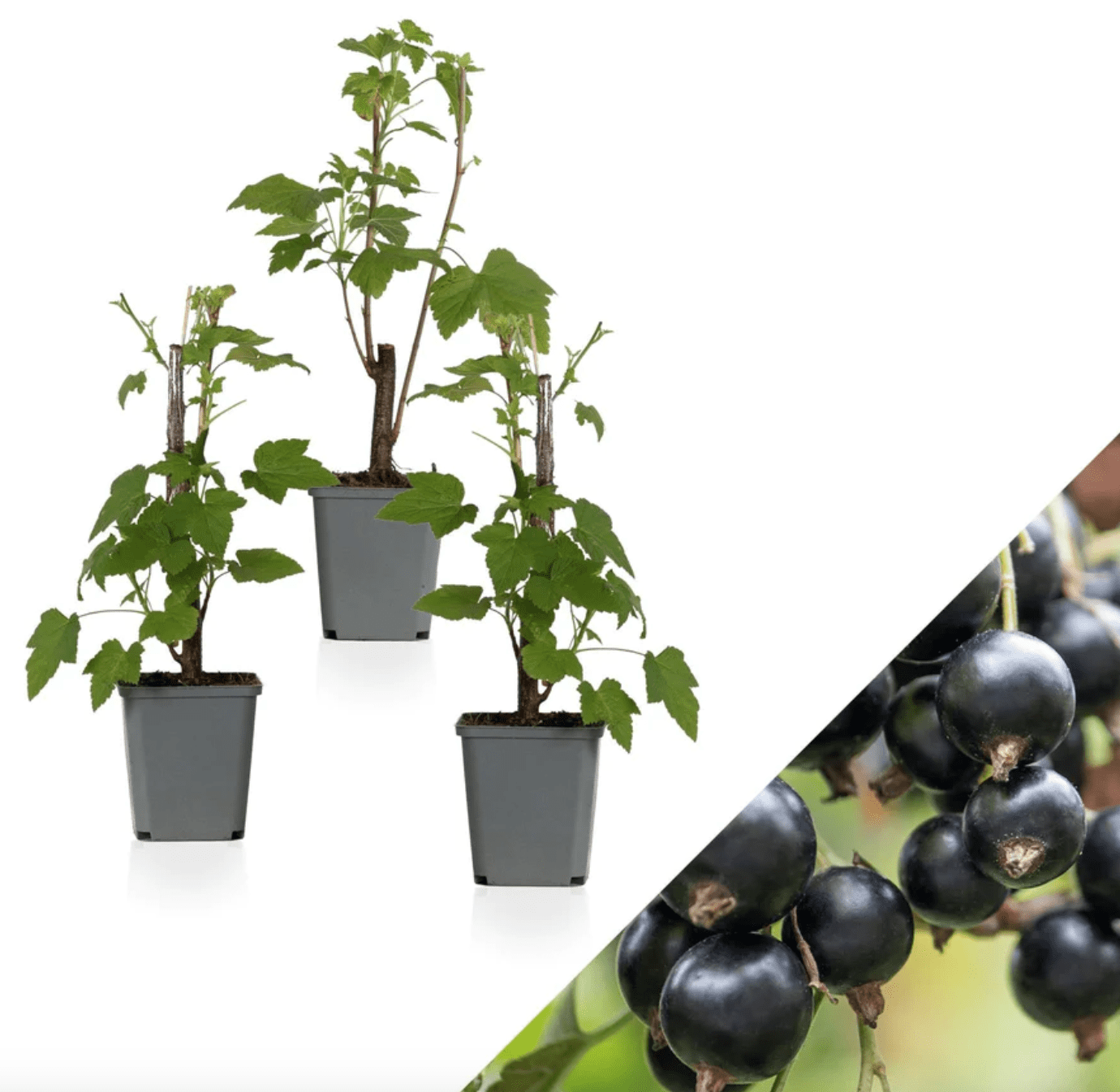 Ribes Schwarze Johannisbeere Tige de Cassis - Baies Noires