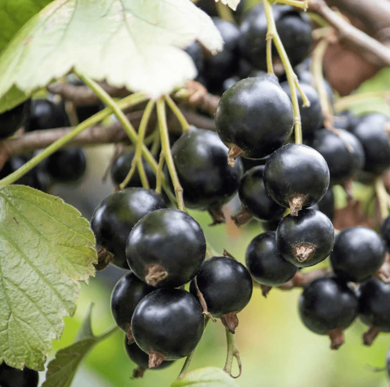 Ribes Schwarze Johannisbeere Tige de Cassis - Baies Noires