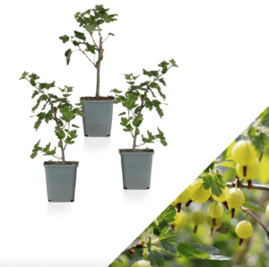 Ribes Stachelbeere Groseille