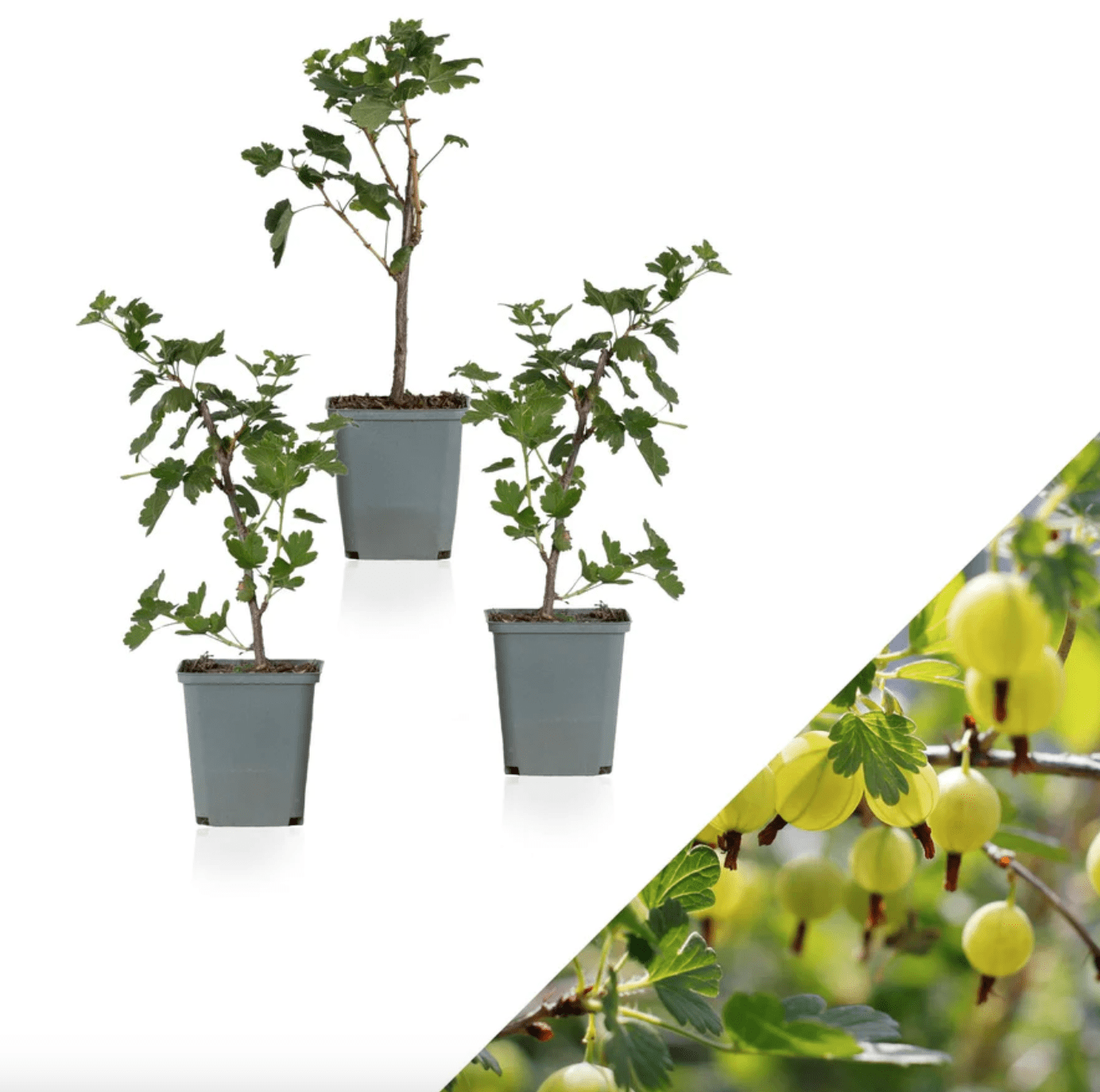 Ribes Stachelbeere Groseille