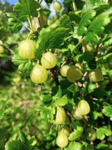 Ribes Stachelbeere Groseille