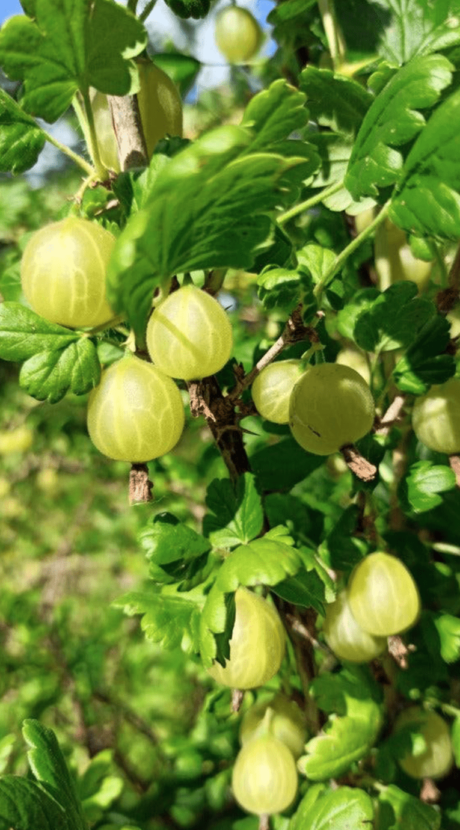 Ribes Stachelbeere Groseille