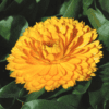 Calendula Officinalis - En Pot Ø13 cm