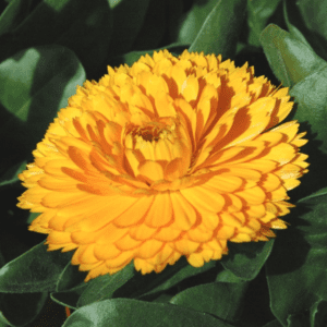 Calendula Officinalis - En Pot Ø13 cm