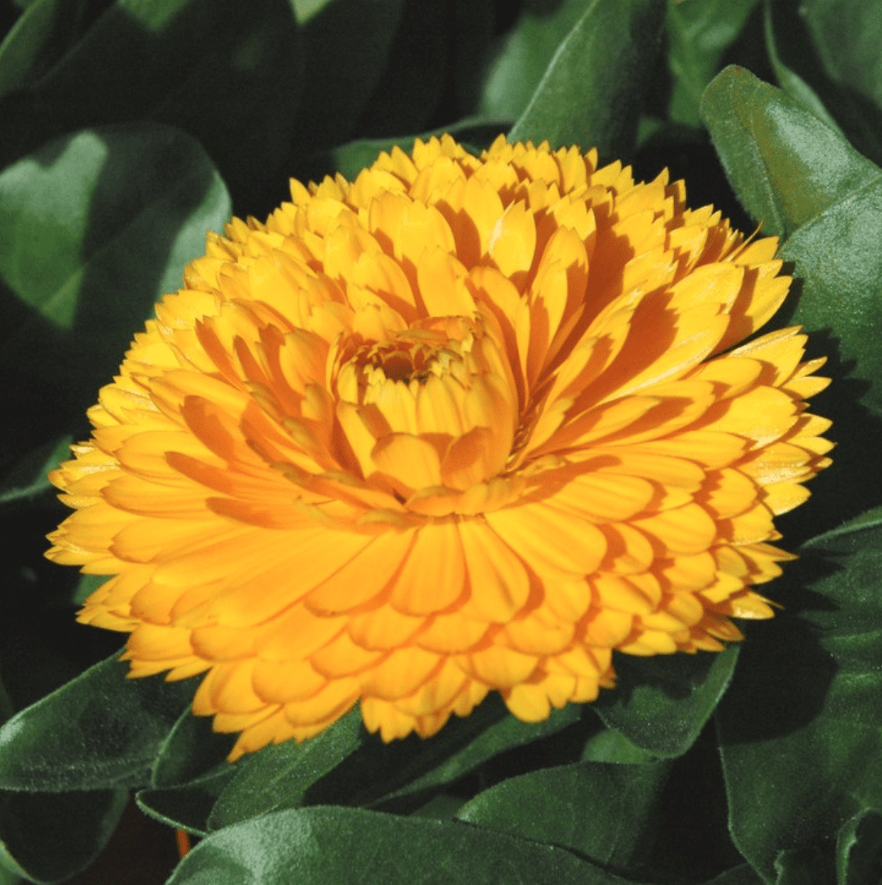 Calendula Officinalis - En Pot Ø13 cm