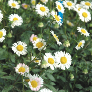 Bellis Perennis Pâquerette