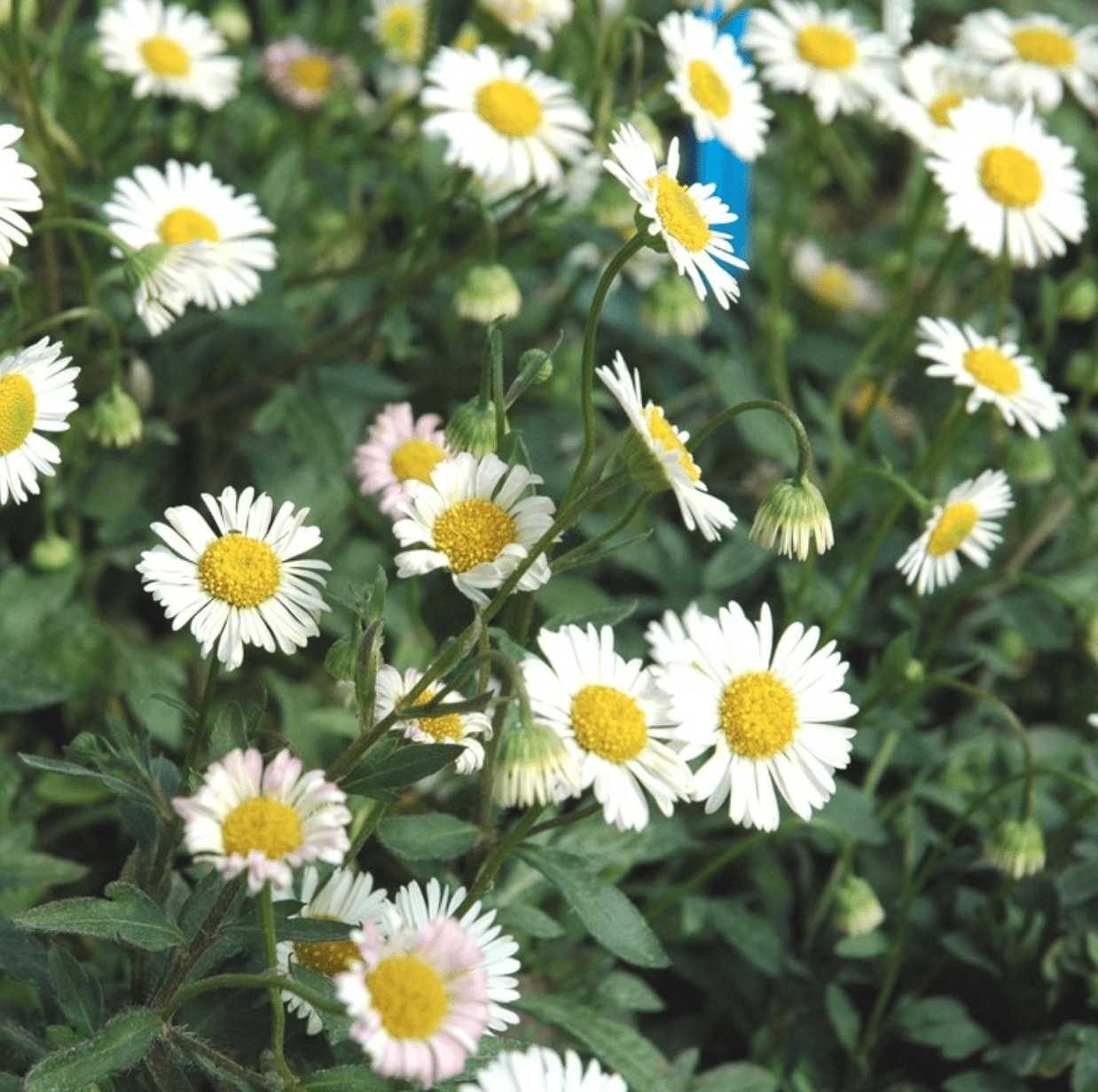 Bellis Perennis Pâquerette