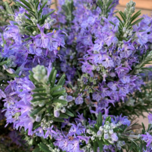 Rosmarinus Officinalis Romarin