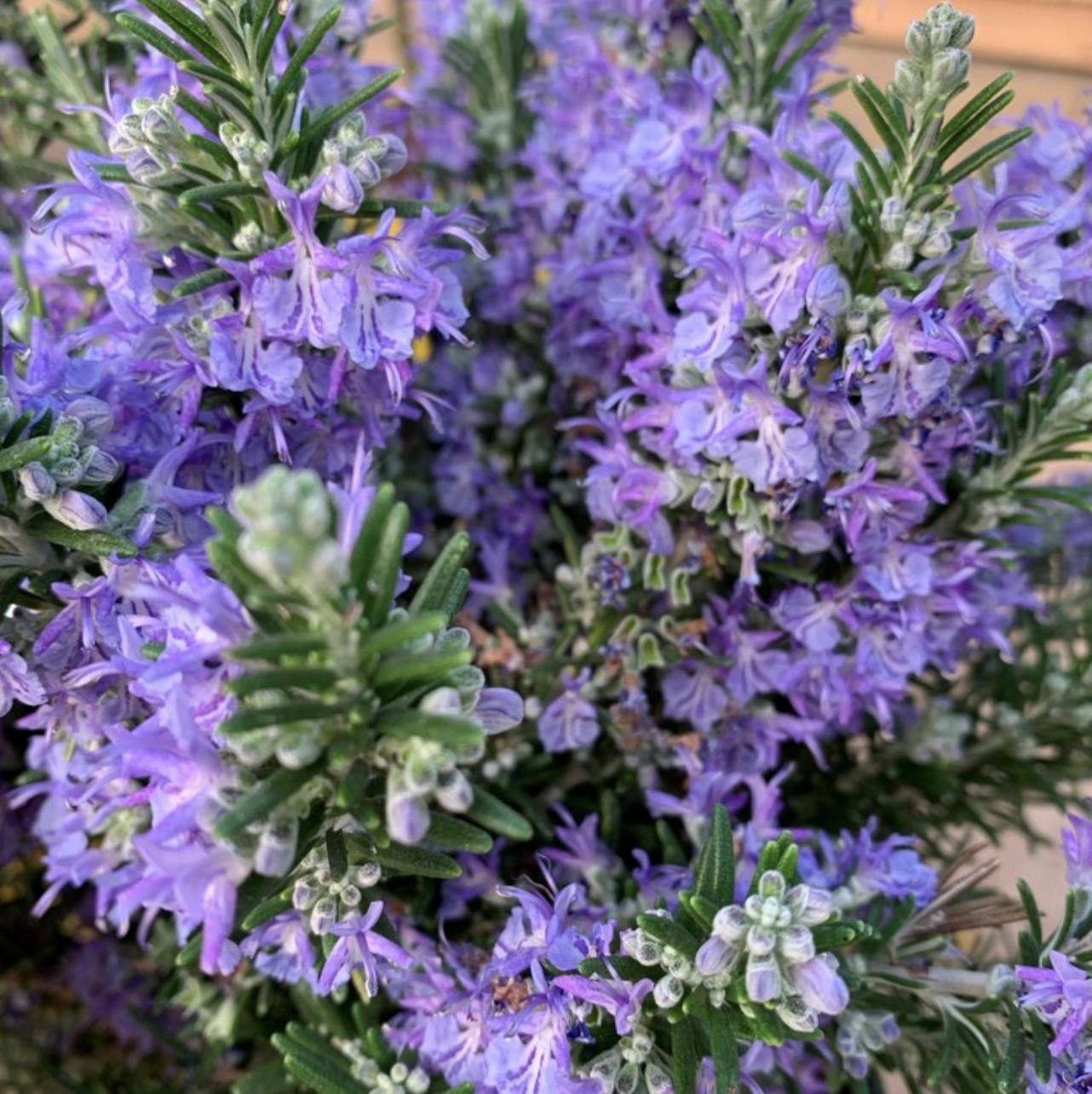 Rosmarinus Officinalis Romarin