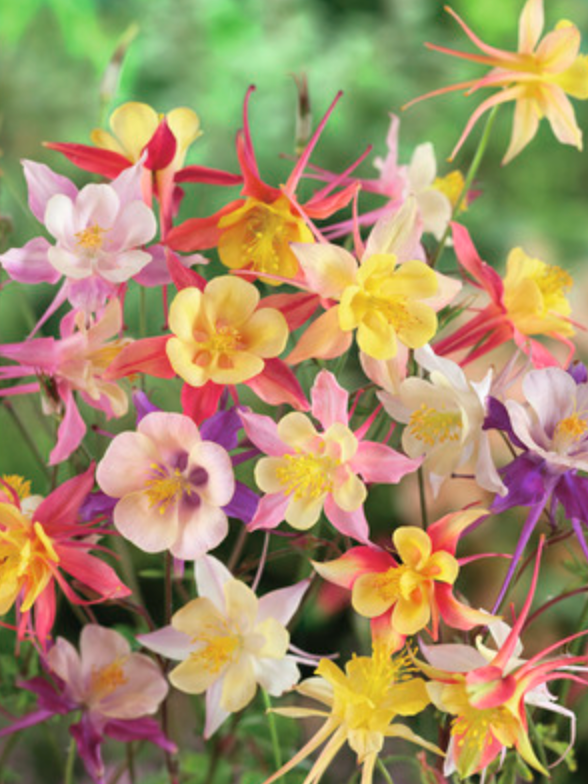 Mélanges de Plantes Vivaces