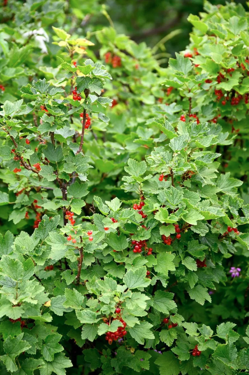 Groseillier Ribes Rote