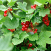 Groseillier Ribes Rote