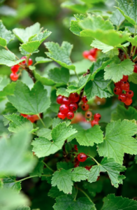 Groseillier Ribes Rote