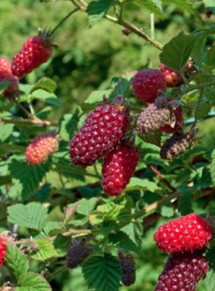 Mûrier Framboisier Tayberry