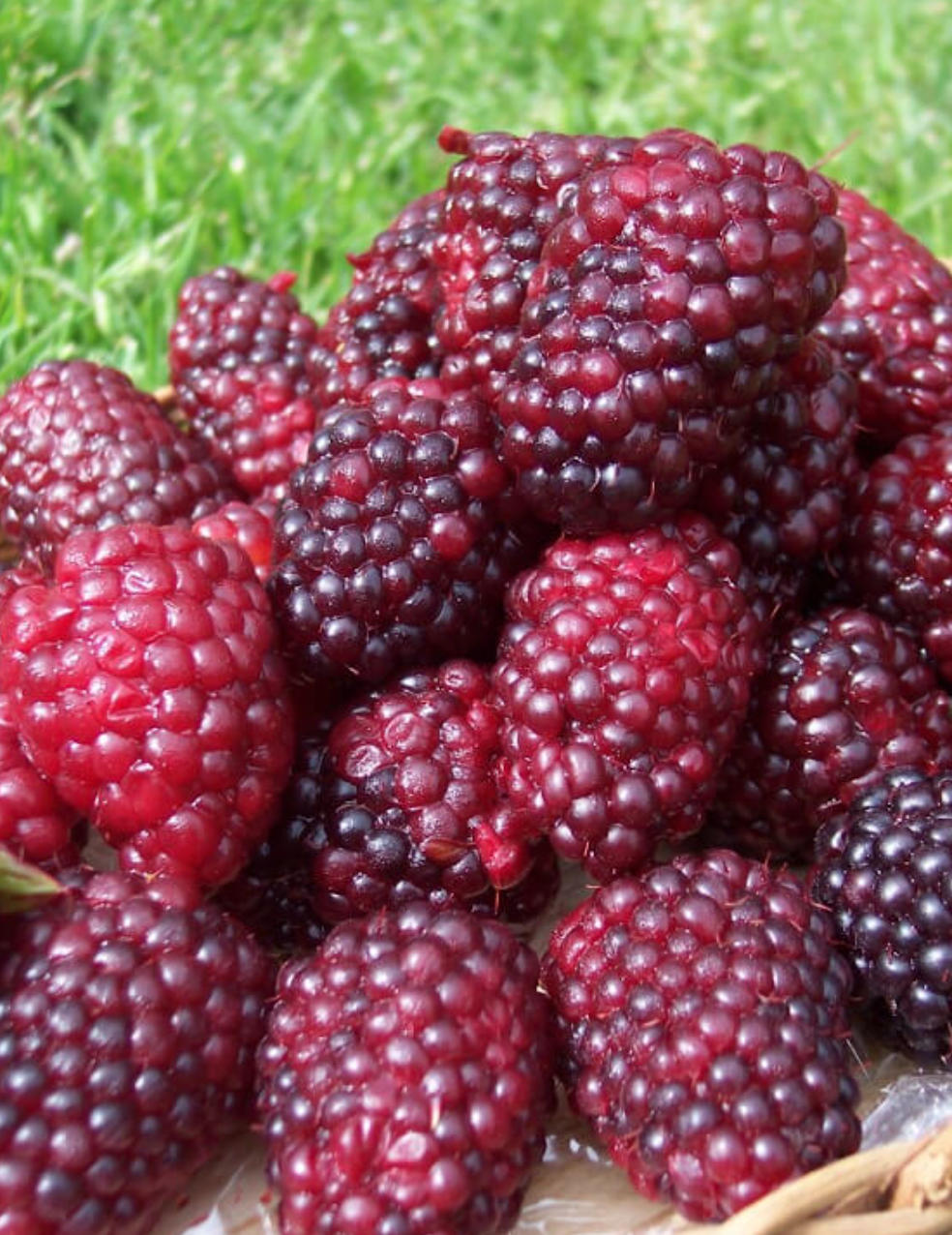 Mûrier Framboisier Tayberry