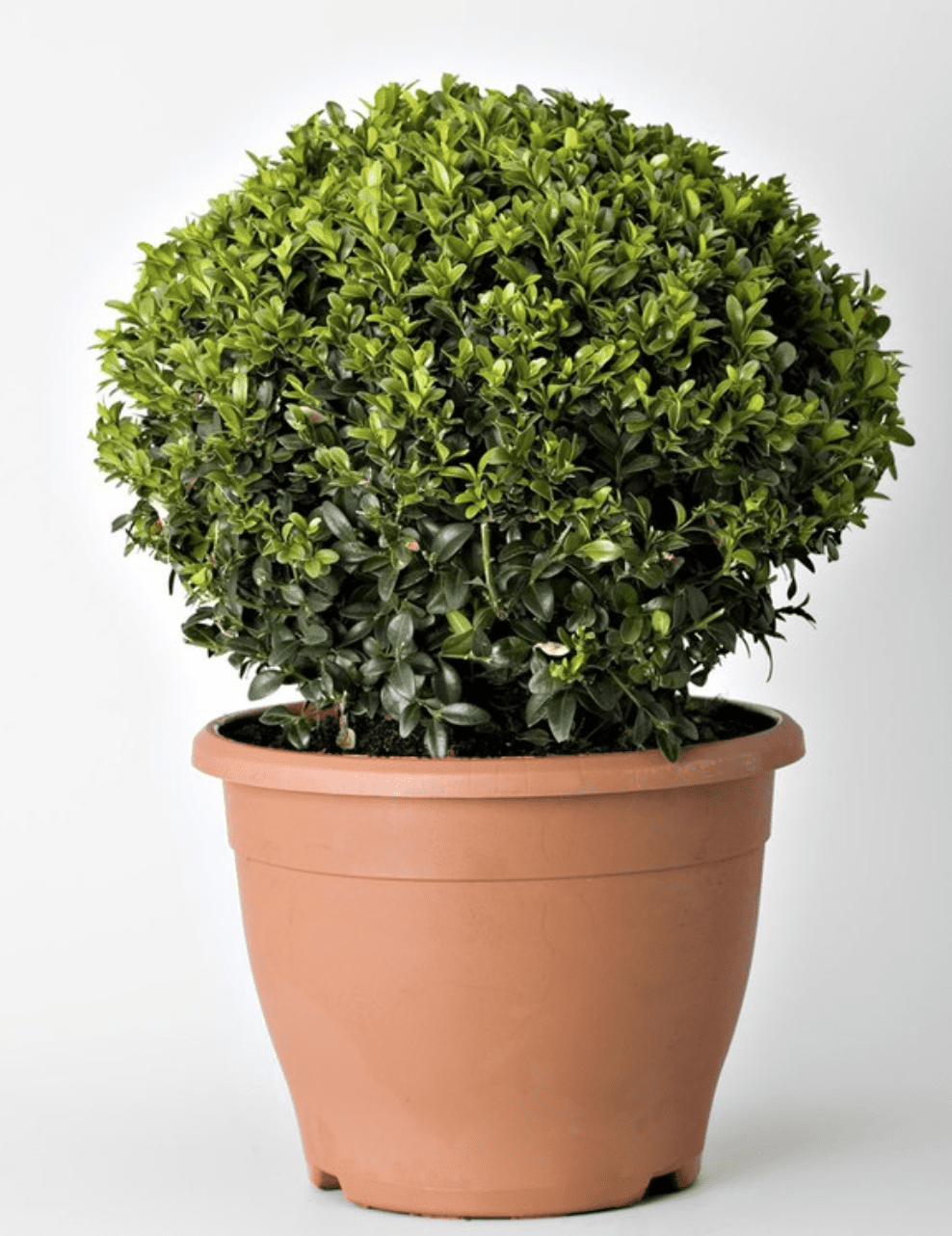 Buxus Sempervirens Buis Commun